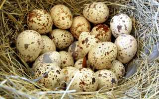 Перепелиные яйца для потенции: являются ли они эффективным средством?