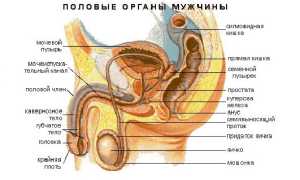 Почему опухло яичко у мужчины?