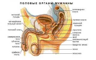Почему опухло яичко у мужчины?
