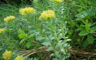 Травы для зачатия: какие подходят для мужчин?