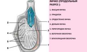 Почему левое яичко не поднимается?