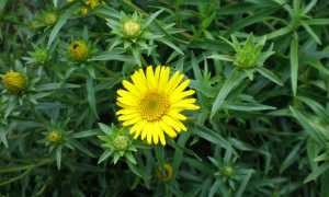 Рецепты с применением девясила для мужчин