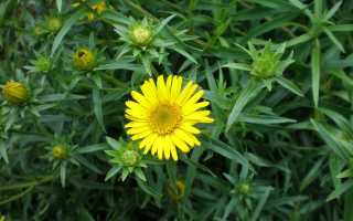 Рецепты с применением девясила для мужчин