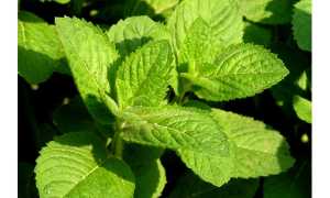 Влияние мяты на мужскую потенцию