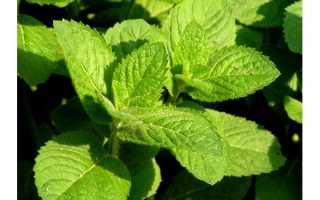 Полезные свойства мяты и противопоказания для мужчин
