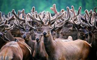 Влияние пантов алтайского марала на организм