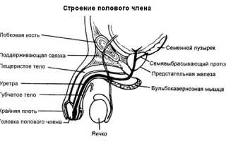 Для чего проводится процедура УЗИ полового члена?
