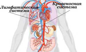 Увеличенные лимфоузлы в паху у мужчин