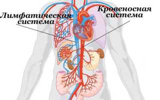 Увеличенные лимфоузлы в паху у мужчин