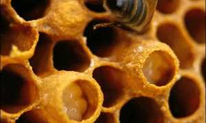 Польза трутневого молочка для здоровья мужчин