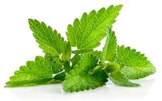 Почему мужчинам нельзя регулярно употреблять мяту?