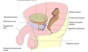 Основные причины простатита у молодых мужчин