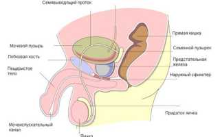 Основные причины простатита у молодых мужчин