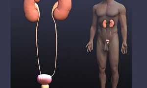 Инфекционные заболевания мочеполовой системы мужчины