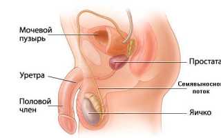 Что такое простата у мужчин и зачем она нужна?