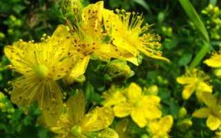 Растение зверобой: лечебные свойства для мужчин и их здоровья