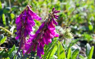 Лечебное действие красного корня на организм мужчины