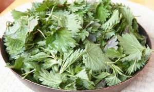 Применение крапивы для борьбы с сединой волос