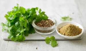 Чем полезна кинза для поддержания здоровья мужчин?