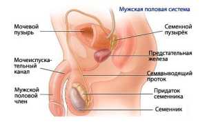 Причины и симптомы заболевания мочеполовой системы у мужчин