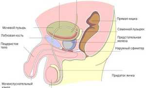 Способы лечения простатита медом