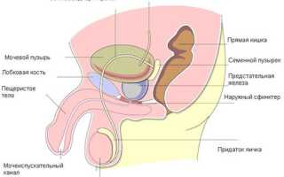 Способы лечения простатита медом