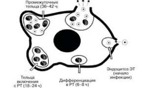 Хламидия трахоматис: признаки и диагностика у мужчин