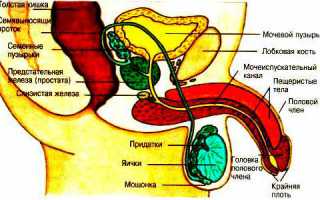 Почему возникают уплотнения в мошонке?