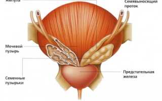 Особенности лечения простаты народными средствами