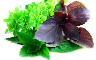 Полезные свойства базилика для здоровья мужчин