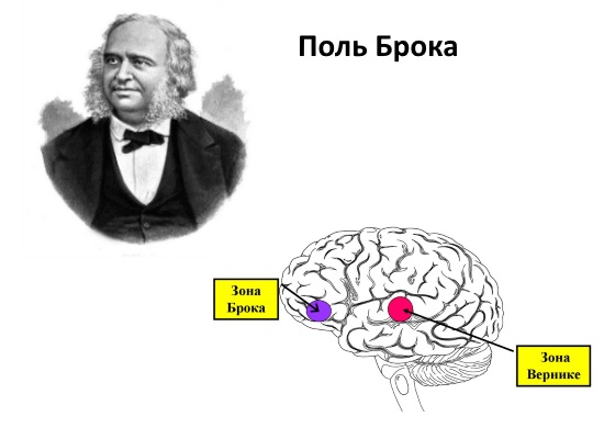 Зона Брока в головном мозге