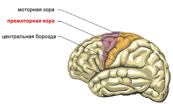 Премоторная кора больших полушарий головного мозга