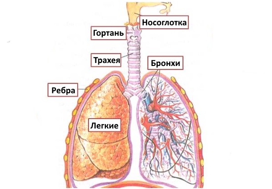 Дыхательный отдел голосового аппарата