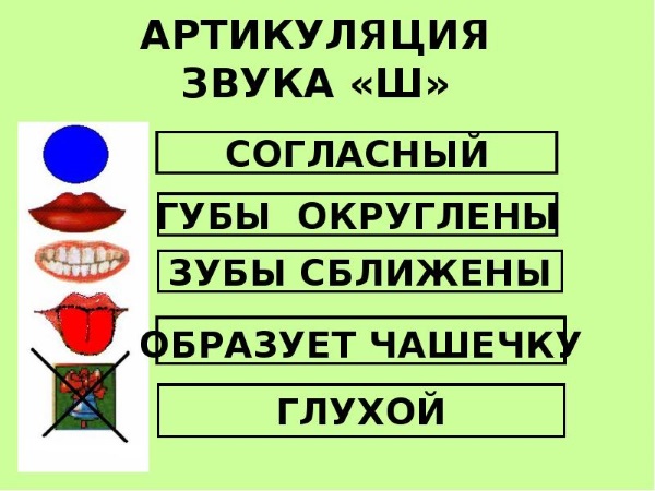 Артикуляция звука ш