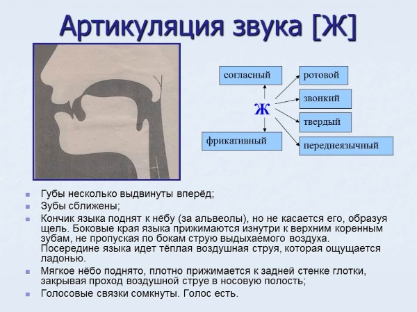 Артикуляция звука ж