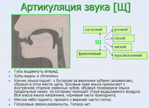 Артикуляция звука щ