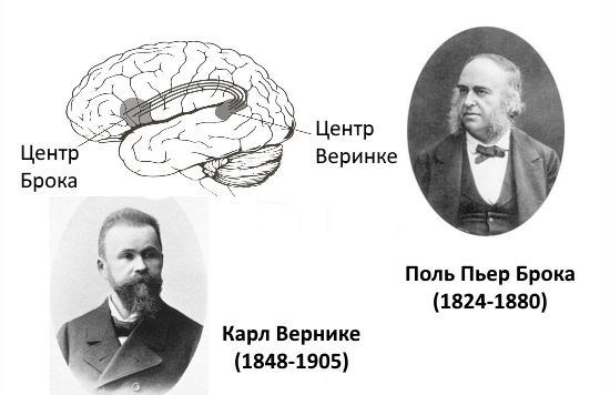 Центр Брока и зона Вернике в головном мозге