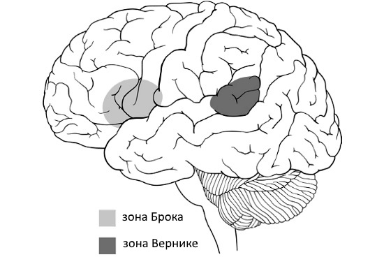 Центры Брока и Вернике