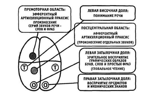 Мозговые механизмы моторной алалии