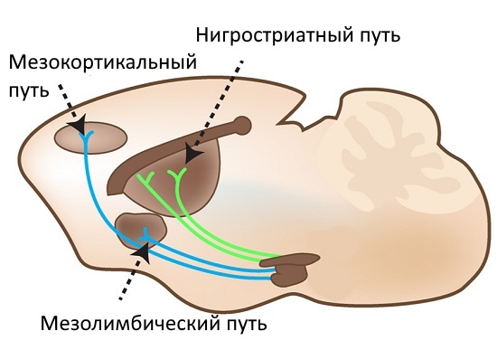 Пути дофаминергической системы