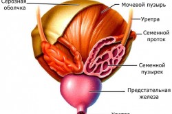 Мочевой пузырь Мочевой пузырь