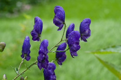 Аконит Аконит