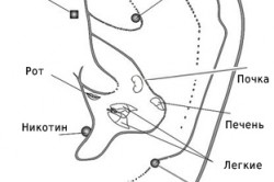 Акупунктурные точки на ухе Акупунктурные точки на ухе