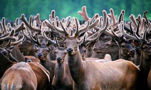 Алтайские маралы Алтайские маралы