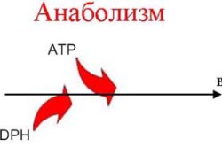 Анаболизм человеческого организма Анаболизм человеческого организма