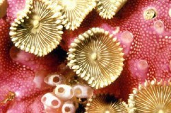 Баланопостит Баланопостит