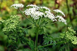 Болиголов Болиголов