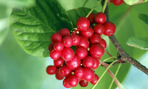 Целебные свойства лимонника Целебные свойства лимонника