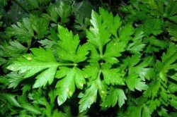 Целебные свойства петрушки Целебные свойства петрушки