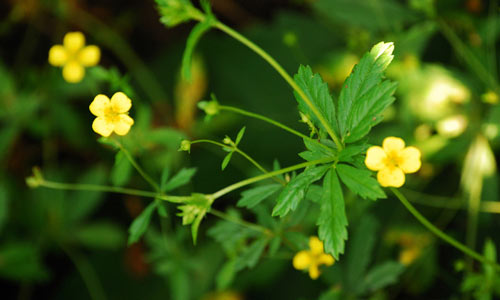 Цветущий калган Цветущий калган